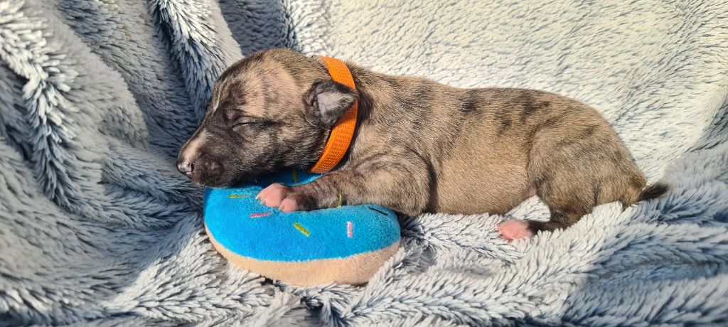 La Croisée Des Champs - Chiots disponibles - Whippet
